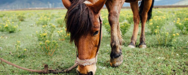 intoxications chez les chevaux