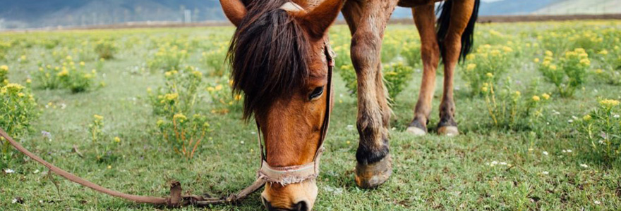 intoxications chez les chevaux